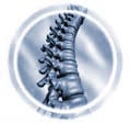 spine bones